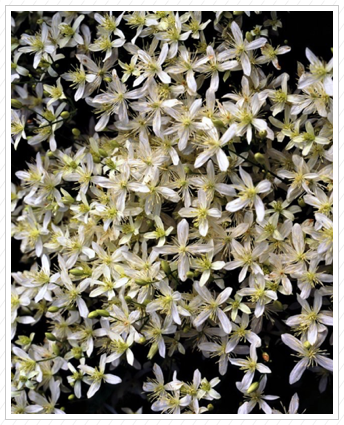 Winter Clematis, NYBG